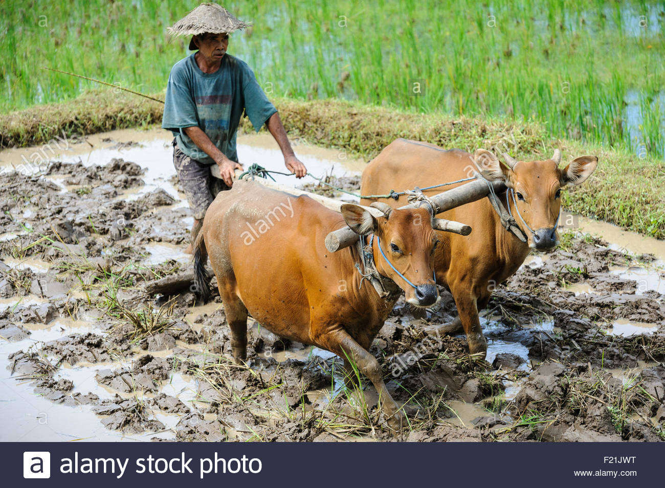 a-farmer-using-oxen-to-prepare-a-paddy-field-for-rice-planting-bali-F21JWT.jpg