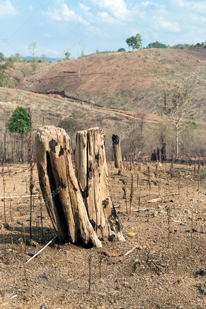depositphotos_113816248-stock-photo-tree-stumps-after-deforestation-and.jpg