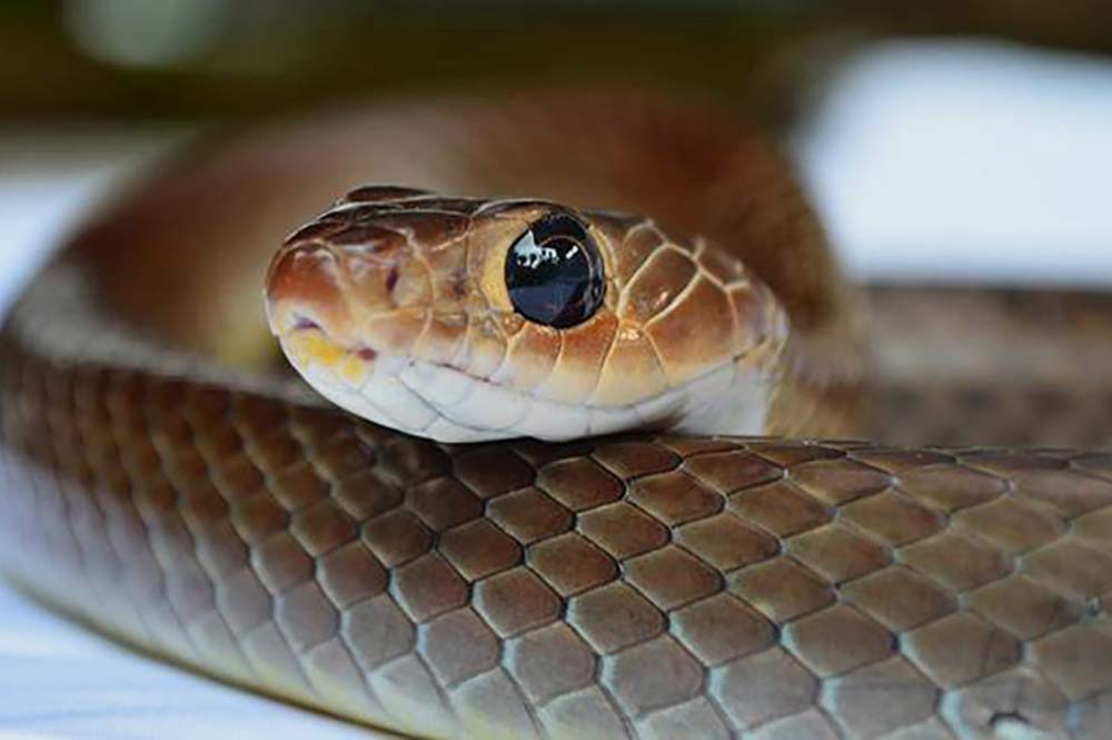 snake 1.jpg